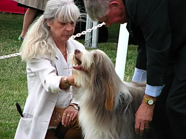 Pet-focused Organization Issues Statement on Canine and Feline Welfare