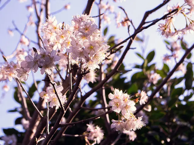 Heavy rain is forecasted for Angra dos Reis this coming Monday (08)