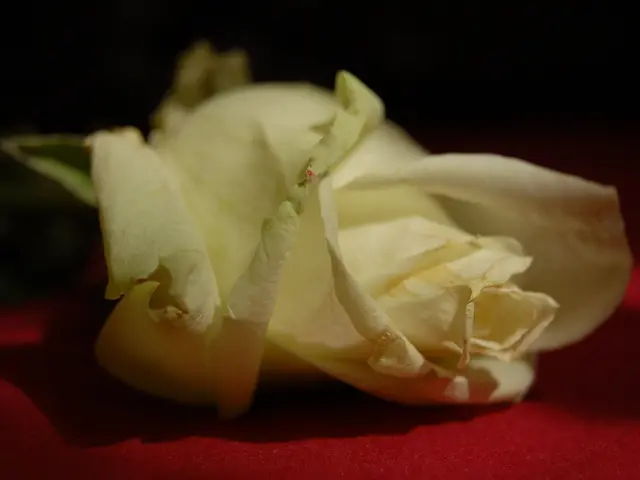 VMAs 2025 Red Carpet: A Showcase of Celebrity Fashion Choices