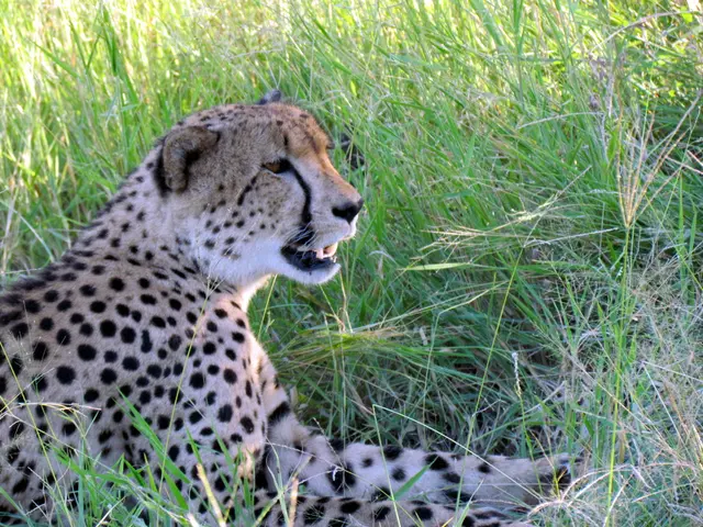 Grasslands of Gujarat Set for Cheetah Reintroduction, Confirm Authorities
