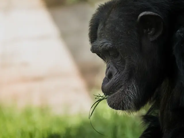 Differences in Visual Perception Between Monkeys and Humans Discussed by Experts