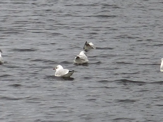 Researcher studies color perception in broad-tailed hummingbirds by observing flights in Colorado.