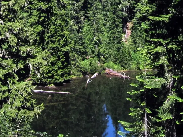 Top Raised Pond Options and Available Kits for 2025's No-Dig Pond Innovations