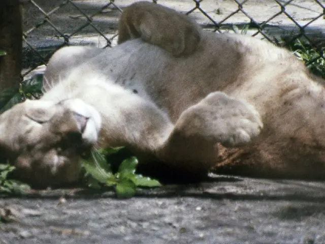 "Gamesmanship Unfolds: A Dance of Evasion"