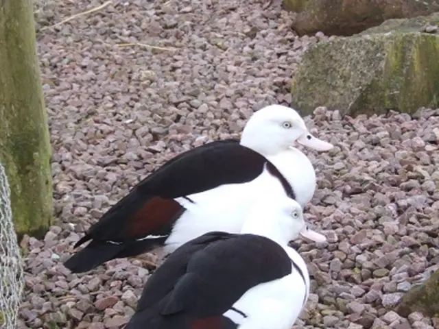 Gravel bikes and drop bar, hard-tail mountain bikes share similarities, but the Ridley Ignite GTX...