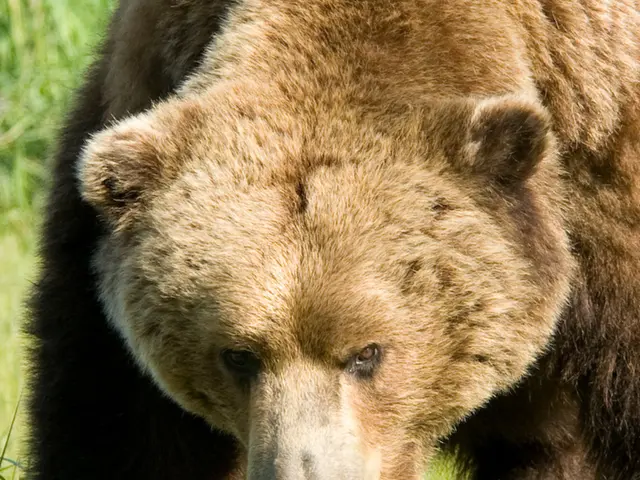 Number of Bears Slated for Hunting in 2025 Revealed