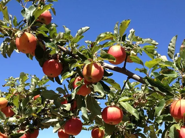 Strategies for a Successful Apple and Pear Crop Yield