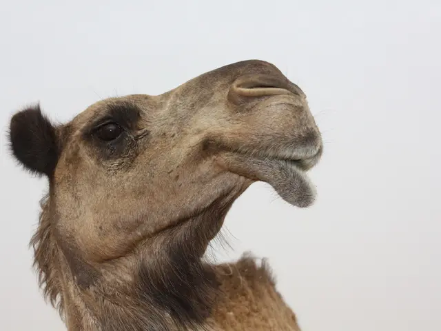 Airline Company Jazeera Airways Increases Presence in United Arab Emirates by Resuming Flights to...