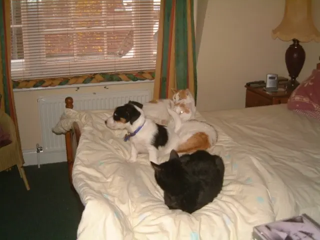 Unveiling the primary methods through which homeowners can inadvertently introduce bed bugs into...