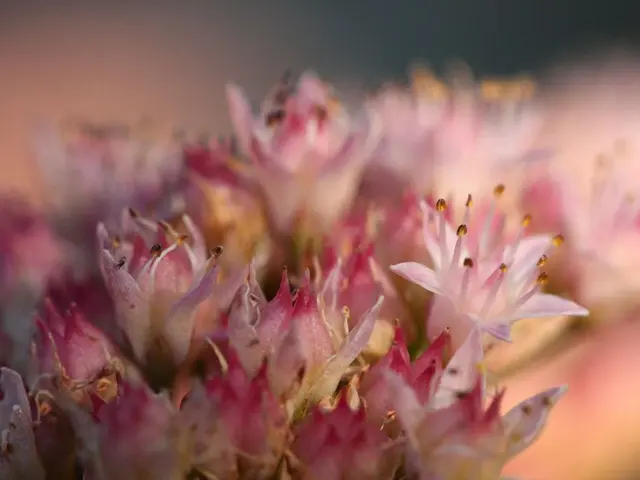 Festive and Flamboyant Pirates Gather for a Lively Night Soiree on the Weekend