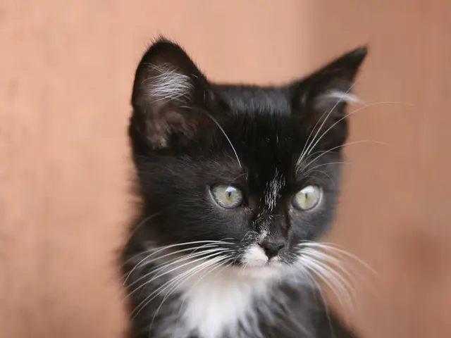 A vintage automobile is being offered for sale in Belarus for nearly ten million dollars.