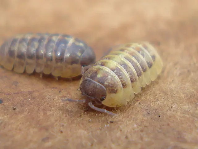 Tee Lopes repurposes Sherma and Shakra from Silksong as musicians for adorably catchy dance tunes