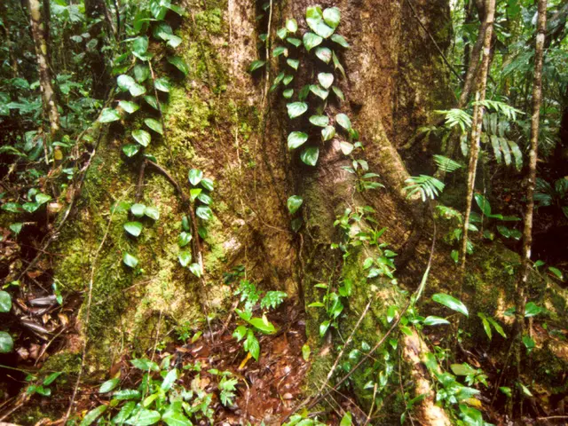 Mastering the Art of Ficus Bonsai Trimming: Techniques for Shaping and Maintenance