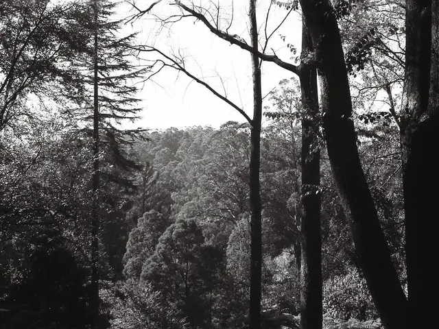 Christmas Trees Under Scrutiny: An Unfriendly Assessment?