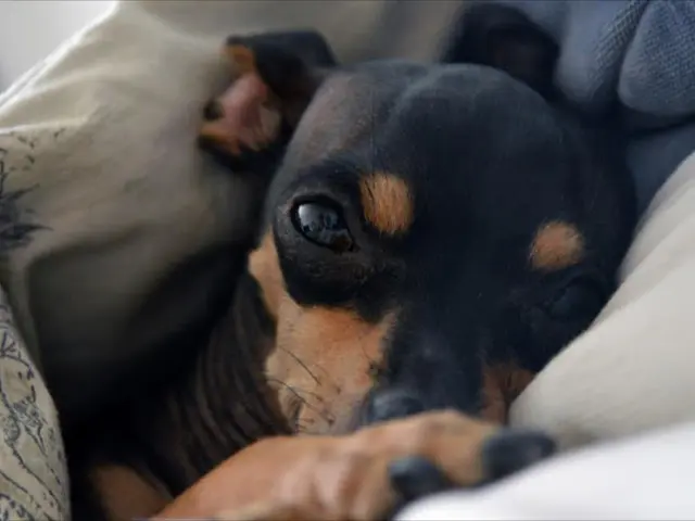 Thirty-two canine species adept at water activities