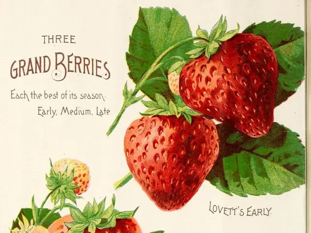 Harvest fair entertains kindergarten children with its theme, encouraging their understanding of...