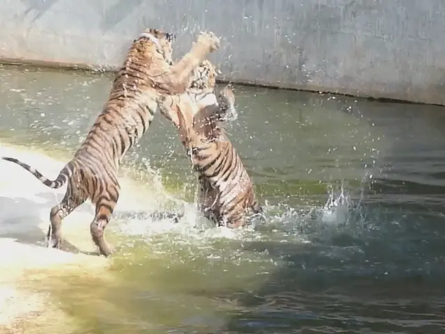 Tiger Shroff's Box Office Take for Baaghi 4 Stalls at Rs 35.5 Crore Over 4 Days, Hitting a...