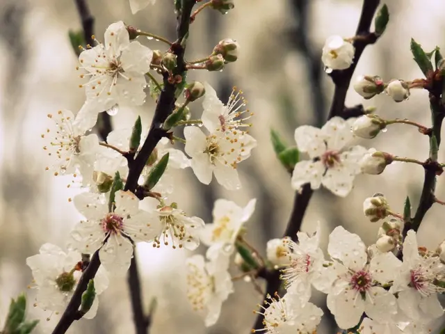 Planting autumn flowers for vibrant spring blooms