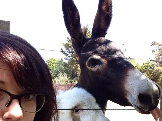 Young Jackasses in Bühl/Altschweier, Germany