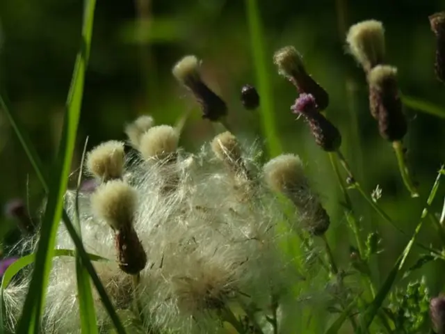 Crops' preliminary findings resulting from the combined farming species project in the year 2025