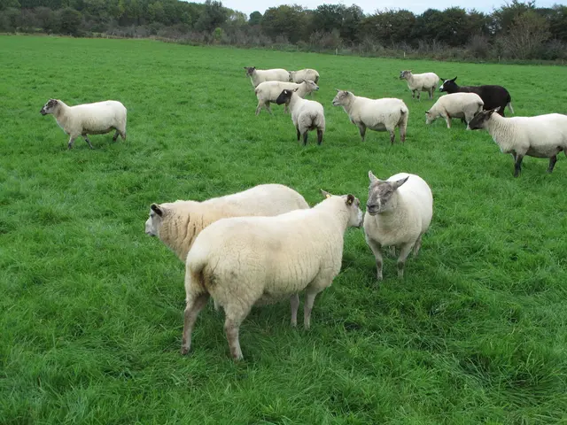 Machine-trimmed grazers: Four hundred sheep trample through sturdy blackberry thickets
