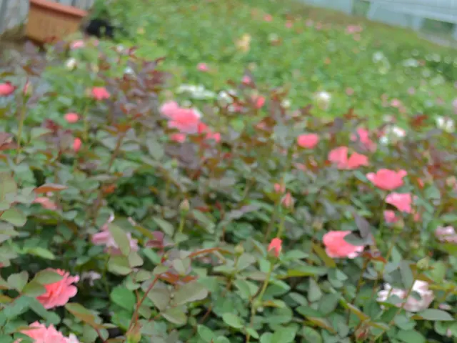 In the garden settings at Chelsea this year, a noticeable decrease in weeds may be observed, while...