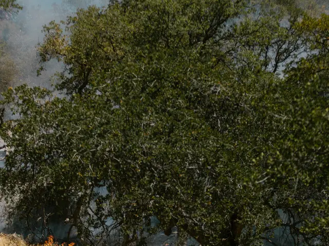 "Hannover's Fire Department effectively contained a blaze from expanding further"