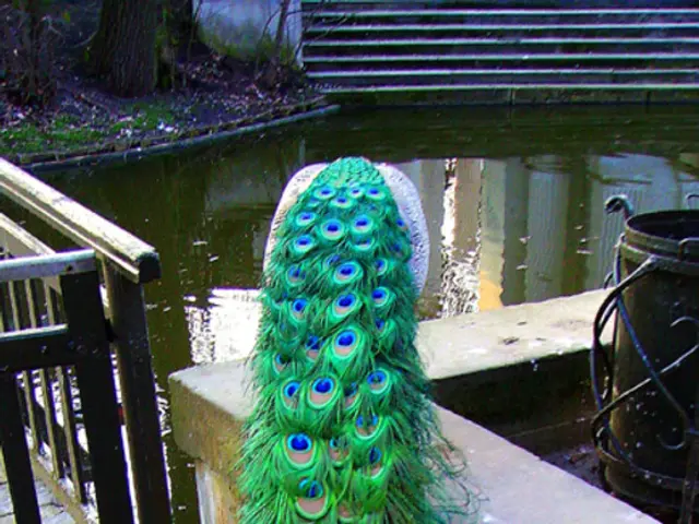 Quails spotted on the southern slopes of Bamberg