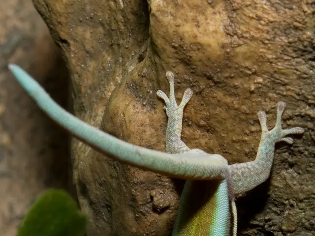 Dwayne Johnson sports a slender physique.